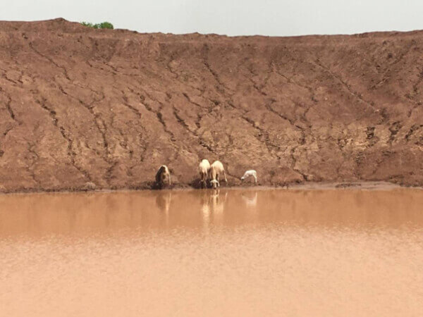 animals drinking from pond